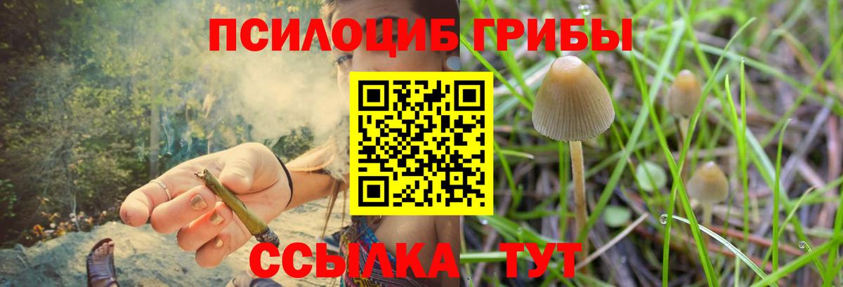 Галлюциногенные грибы Psilocybine cubensis Луховицы